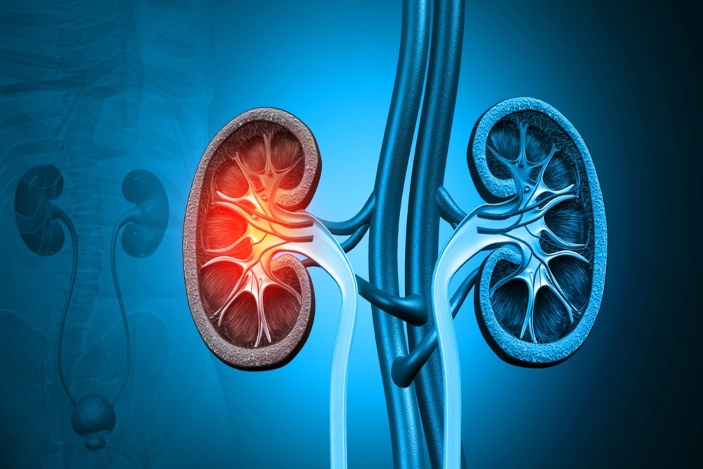 kidney-img