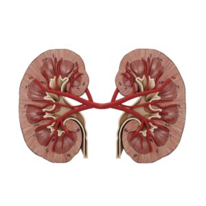 kidneycareimg Image