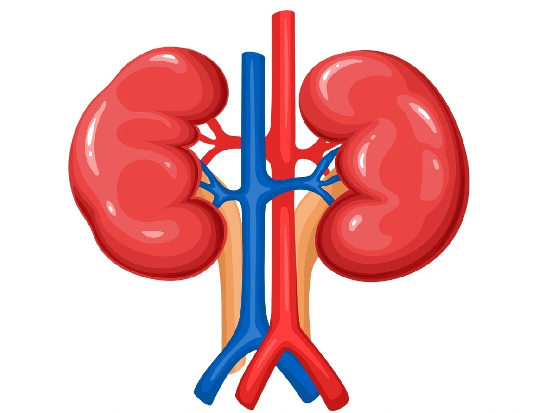 kidneycareimg Image